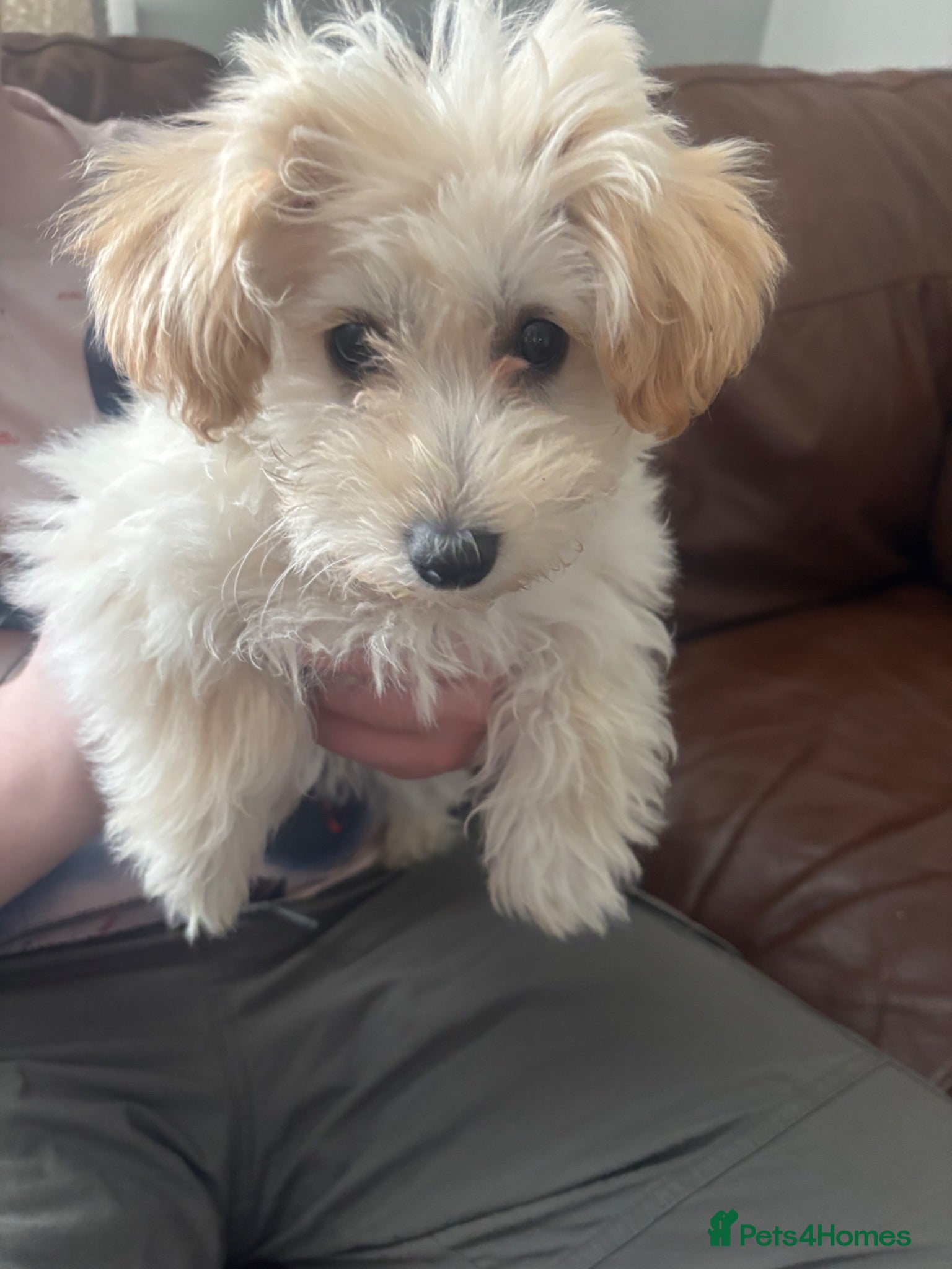 Maltipoo dogs Last gorgeous maltipoo - Advert 2