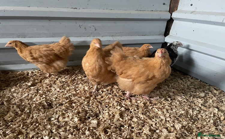 Chickens poultry - Advert 2