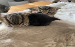 RagaMuffin cats for sale: Beautiful Ragdoll kittens  - Image 5