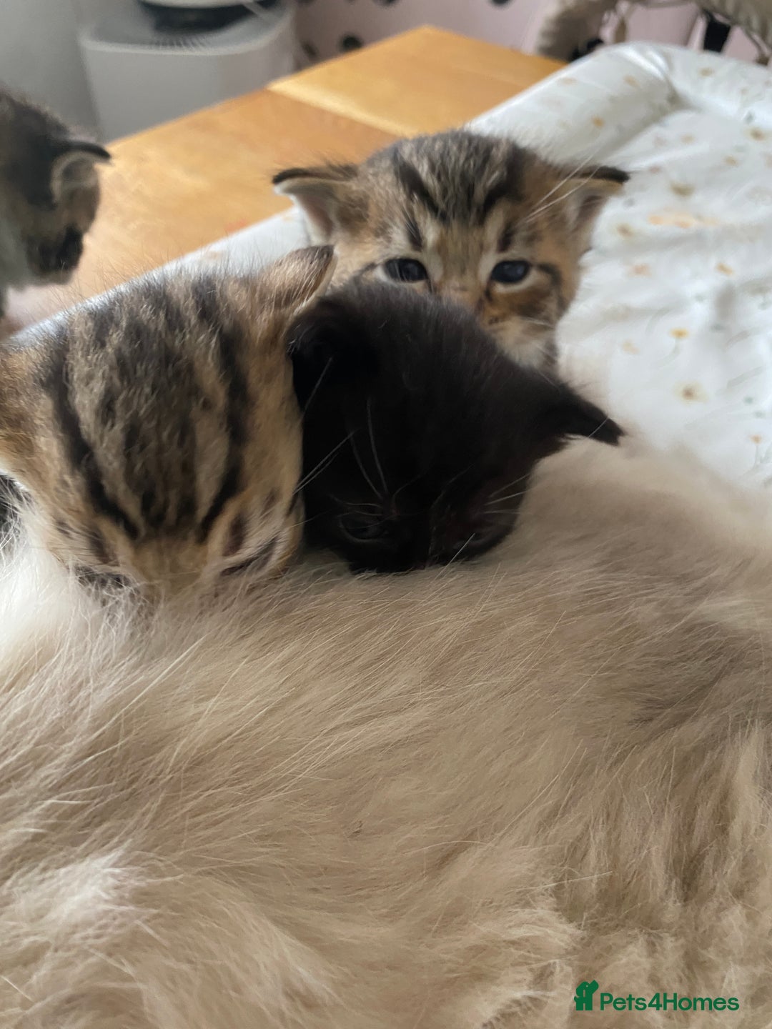 RagaMuffin cats for sale: Beautiful Ragdoll kittens  - Image 5