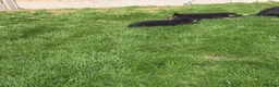 German Shepherd dogs for sale: German Shepard  - Advert 6