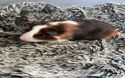 Guinea Pig rodents for sale: Boy guinea pigs for sale  - Image 4