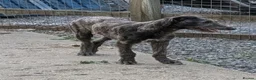 Deerhound dogs for sale: Stunning KC Registered Deerhound Puppy  - Advert 2
