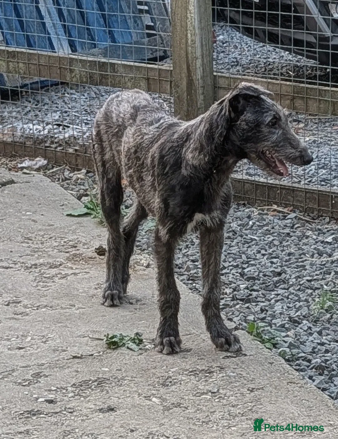 Deerhound dogs for sale: Stunning KC Registered Deerhound Puppy  - Advert 2