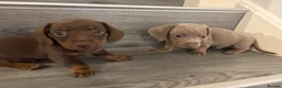 Miniature Dachshund dogs for sale: Long haired and smooth haired puppies  - Advert 10