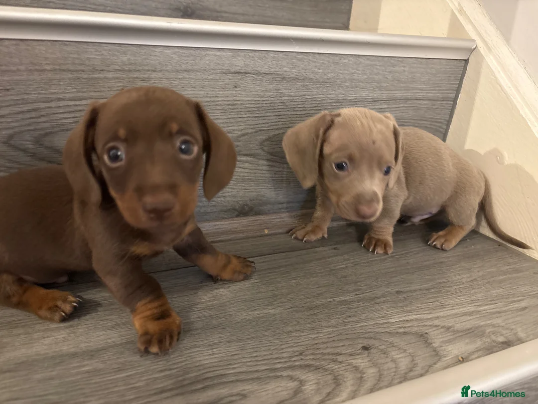 Miniature Dachshund dogs for sale: Long haired and smooth haired puppies  - Advert 10