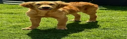 Golden Retriever dogs for sale: 8 month old female puppy  - Advert 3
