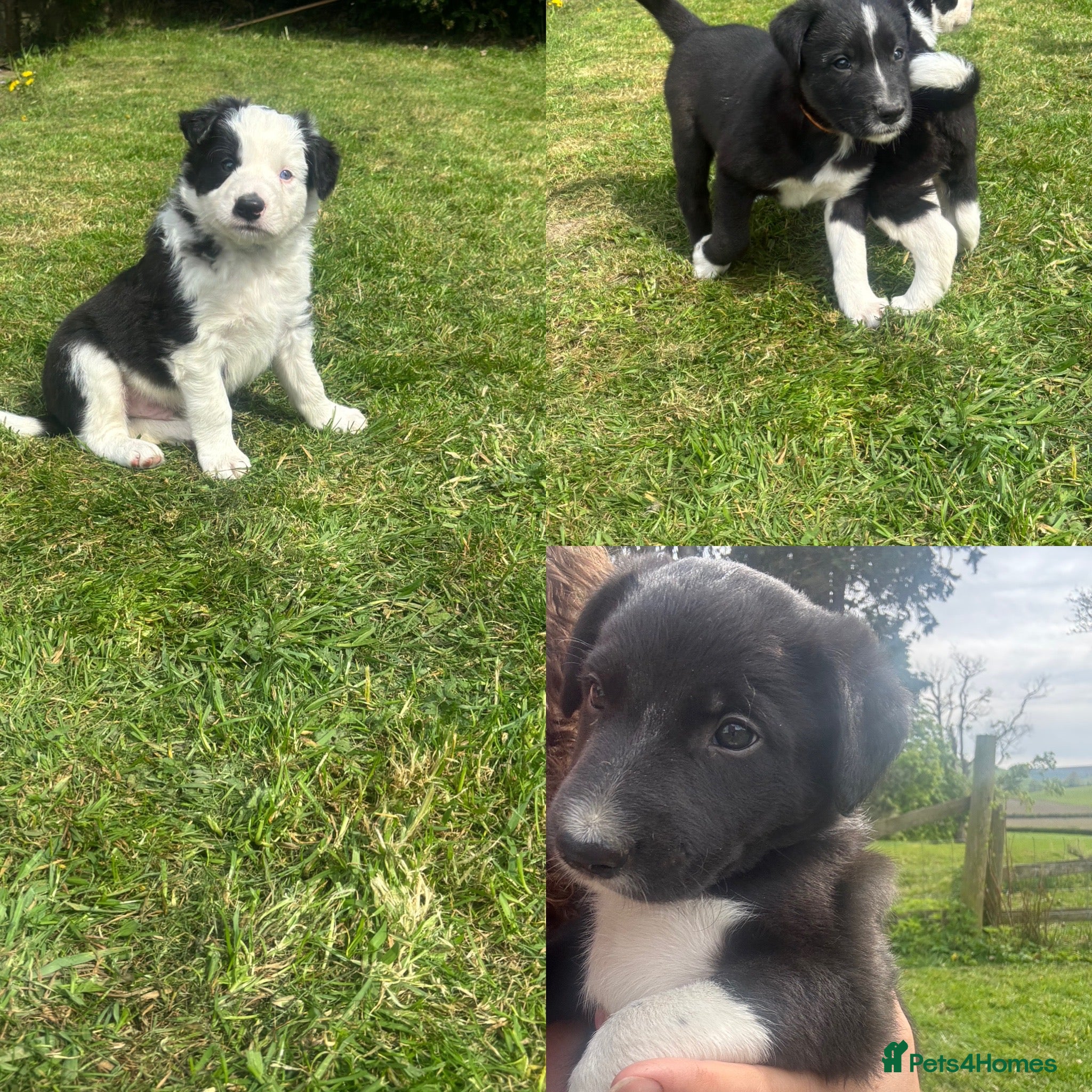 Mixed Breed dogs Beautiful Huntaway X Collie Pups  - Advert 1