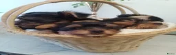 Yorkshire Terrier dogs for sale: puppies available  in Cambridge - Advert 3
