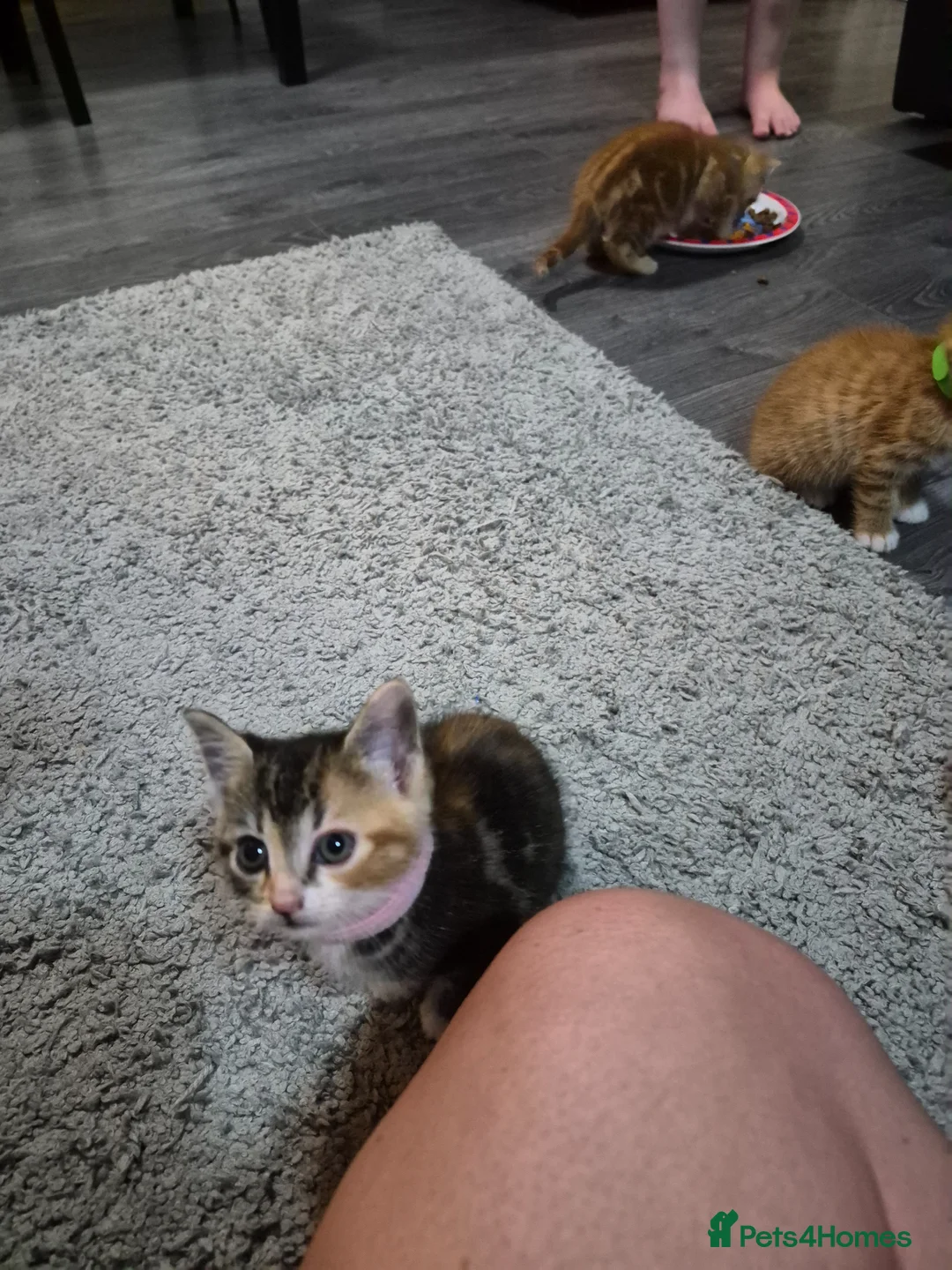 Mixed Breed cats for sale: Beautiful kittens  - Advert 16