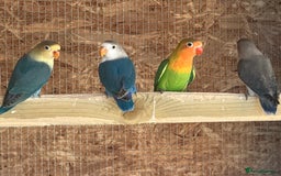 Lovebirds birds for sale: Fischer Lovebird Youngsters - Image 1