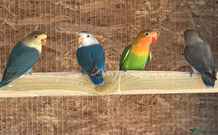 Lovebirds birds - Advert 3