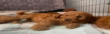 Cockapoo 8