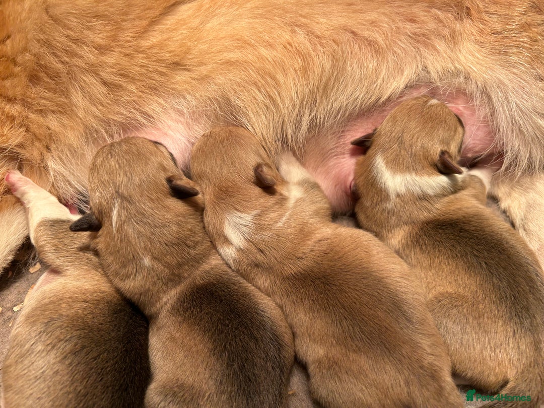 Welsh Corgi Pembroke dogs for sale: KC Registered, Extensively DNA tested clear female - Image 3