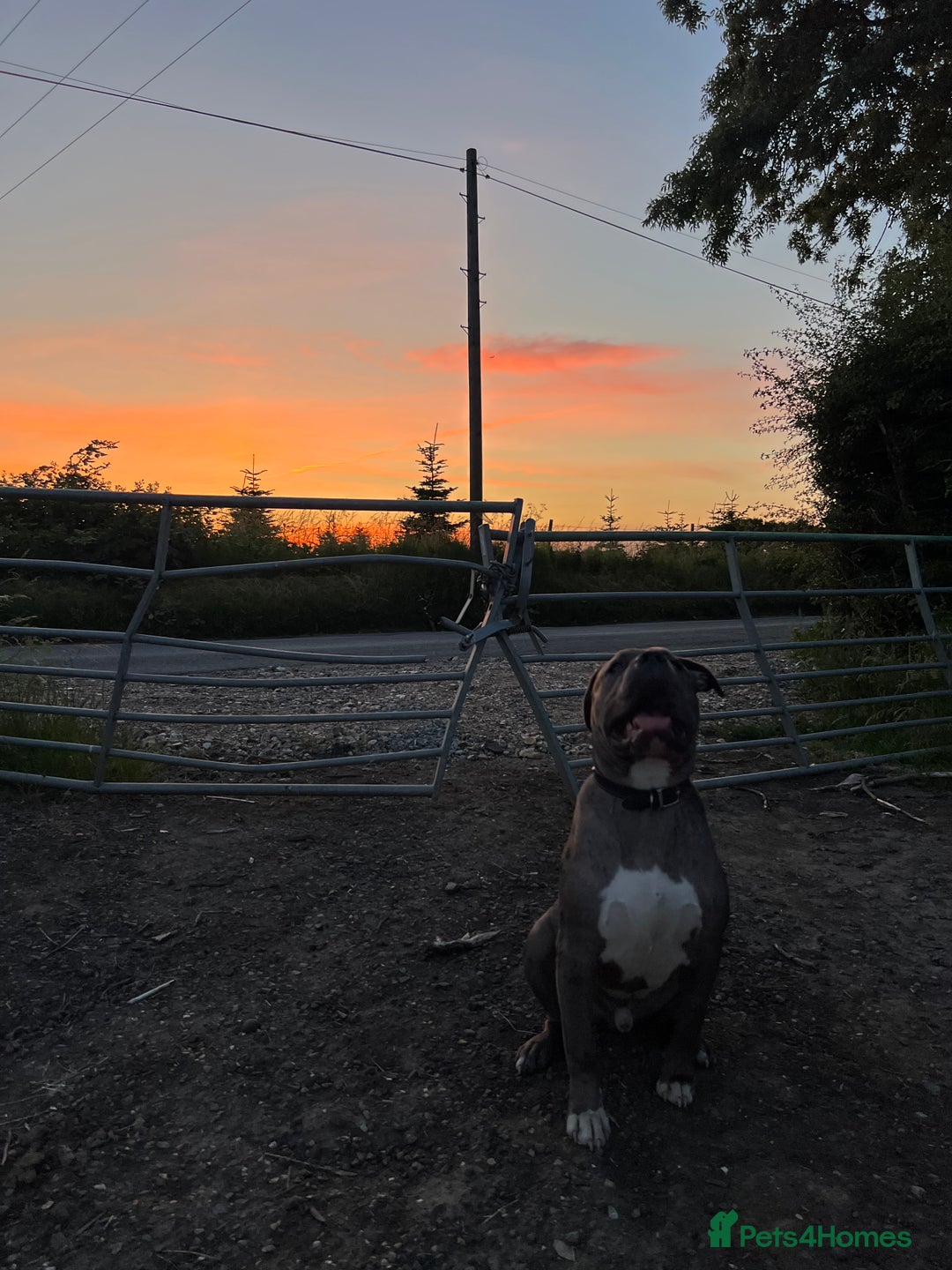 Cane Corso dogs for sale: our boy rambo Cane corso 11 months  - Image 2