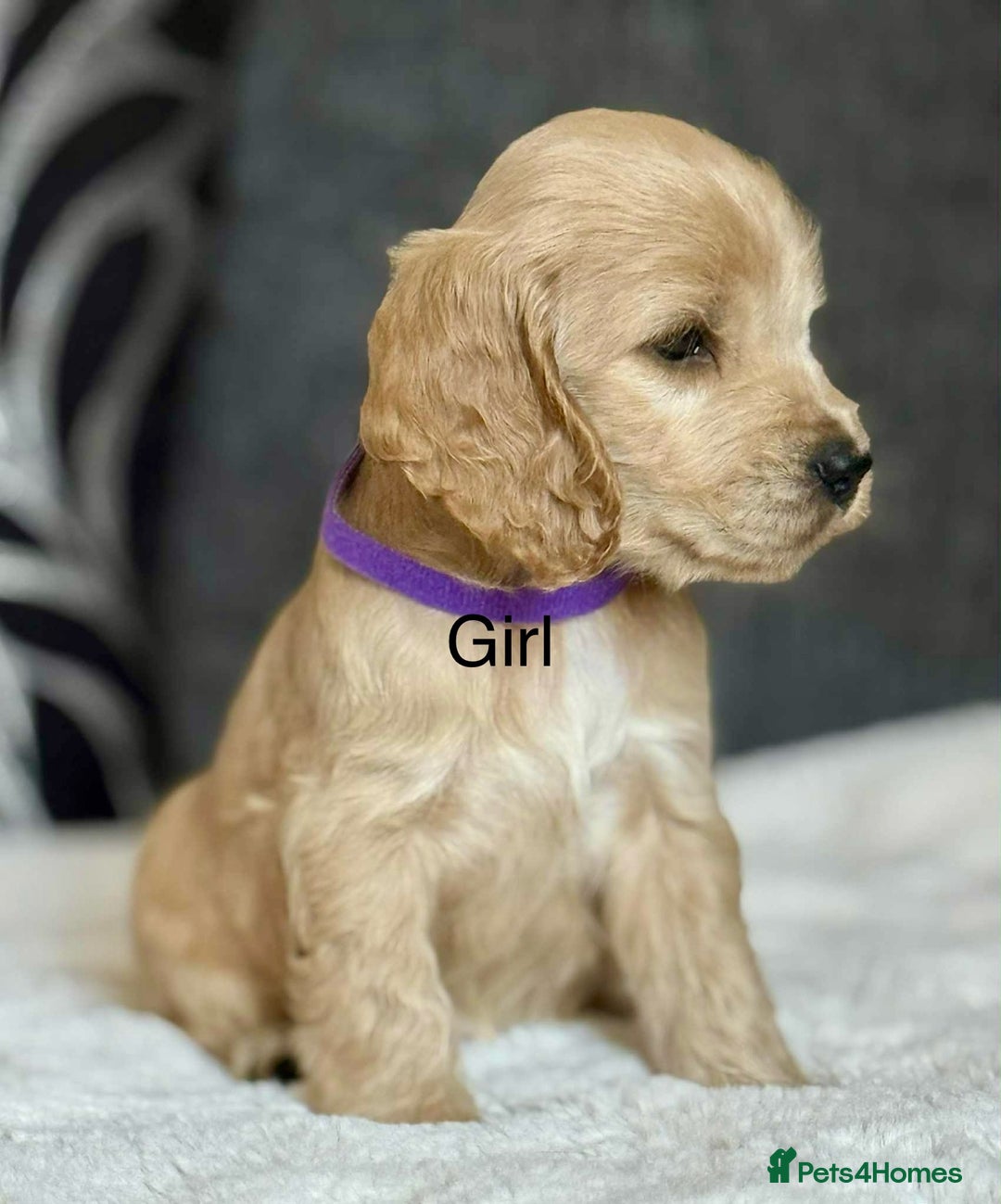 Cocker Spaniel dogs for sale: Kc registered cocker spaniels poops for sale - Image 2