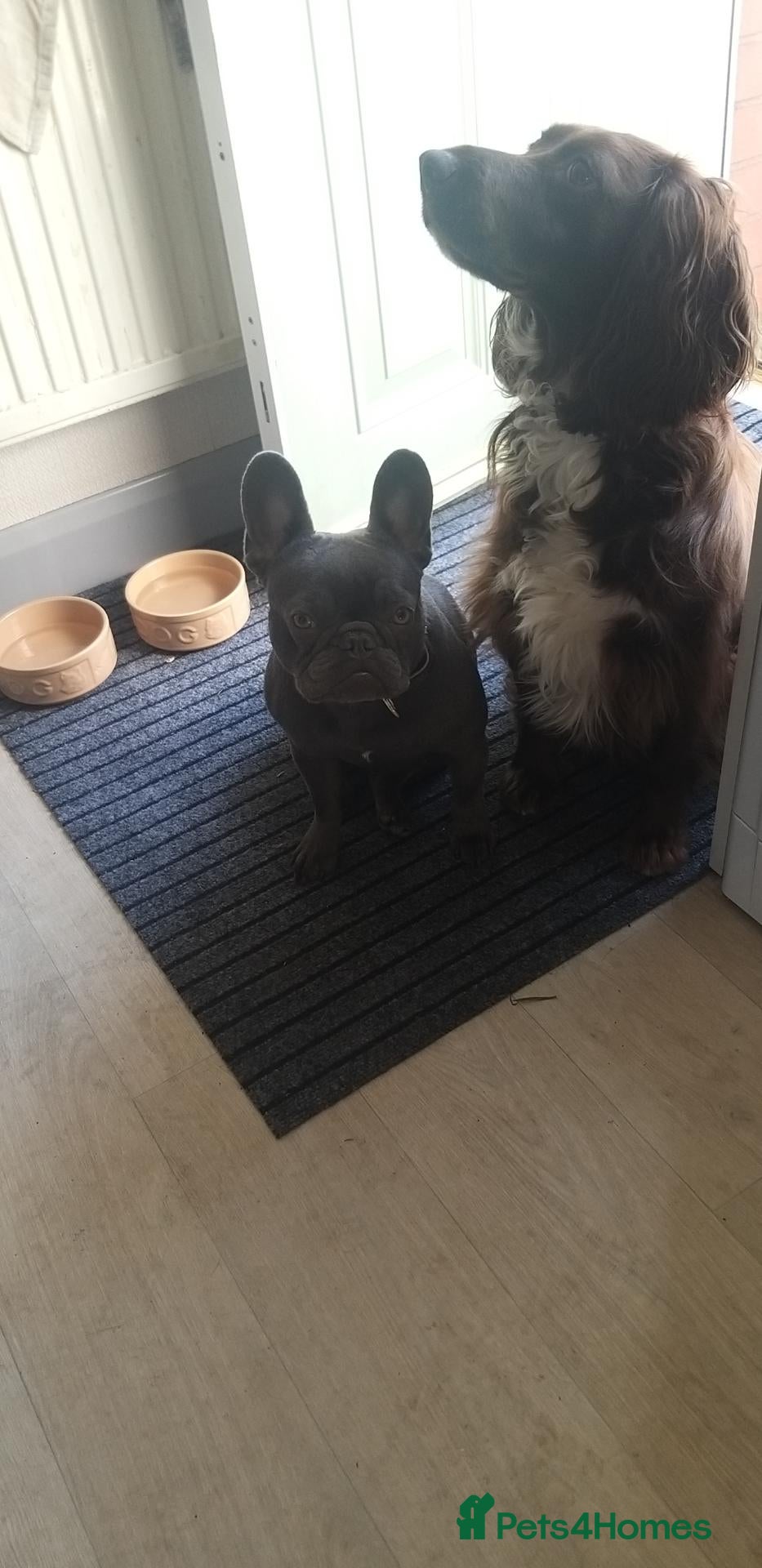 French Bulldog dogs Lilac/pink french bulldog puppies  - Advert 2