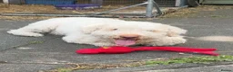 Lagotto Romagnolo dogs for sale: 5 years old boy looking for a home  in Wigan - Advert 3
