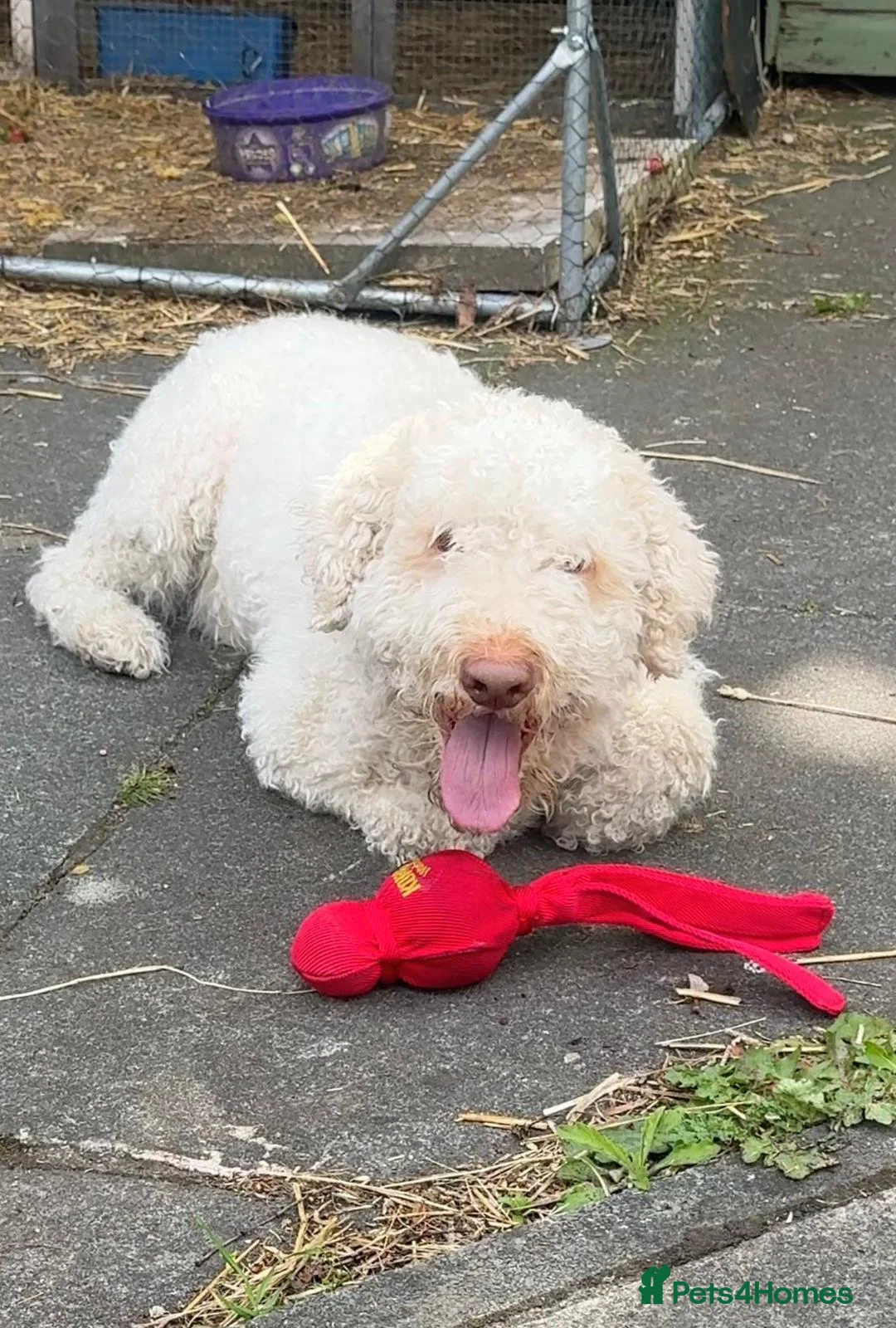 Lagotto Romagnolo dogs for sale: 5 years old boy looking for a home  in Wigan - Advert 3