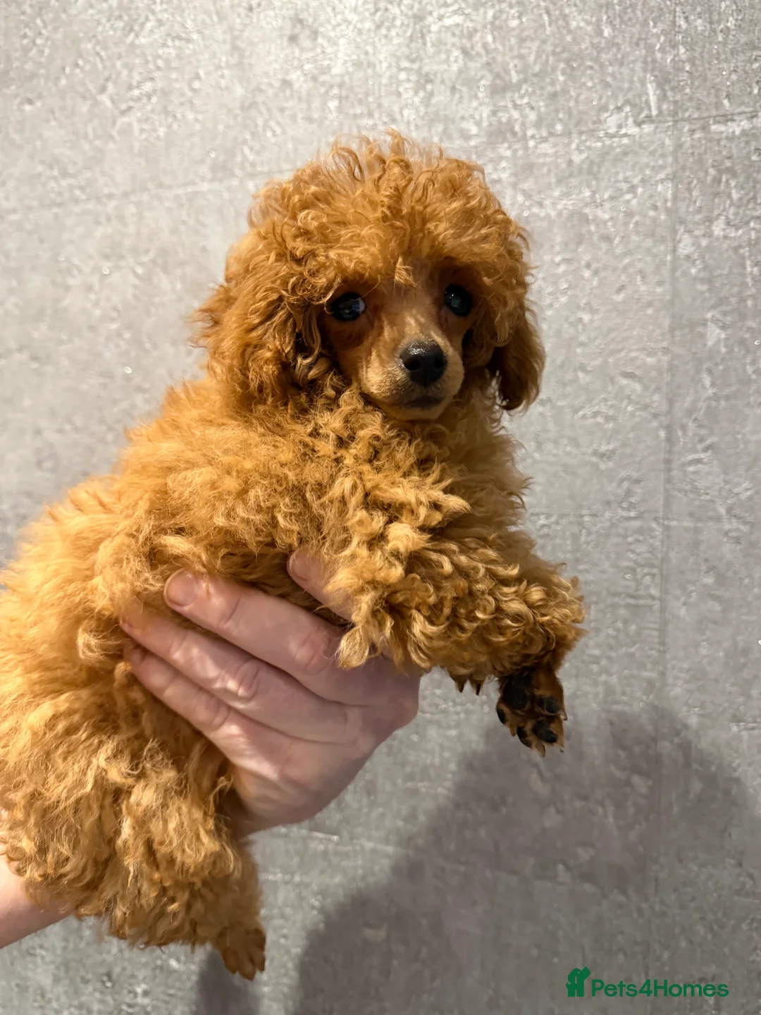 Toy Poodle dogs for sale: Outstanding KC reg Red Toy Poodles  - Advert 8