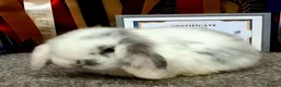Mini Lop rabbits for sale: Gorgeous mini lop babies - Advert 4