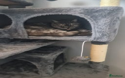 British Shorthair cats for sale: Gorgeous Female Smoke Tabby for Sale!! - Image 2