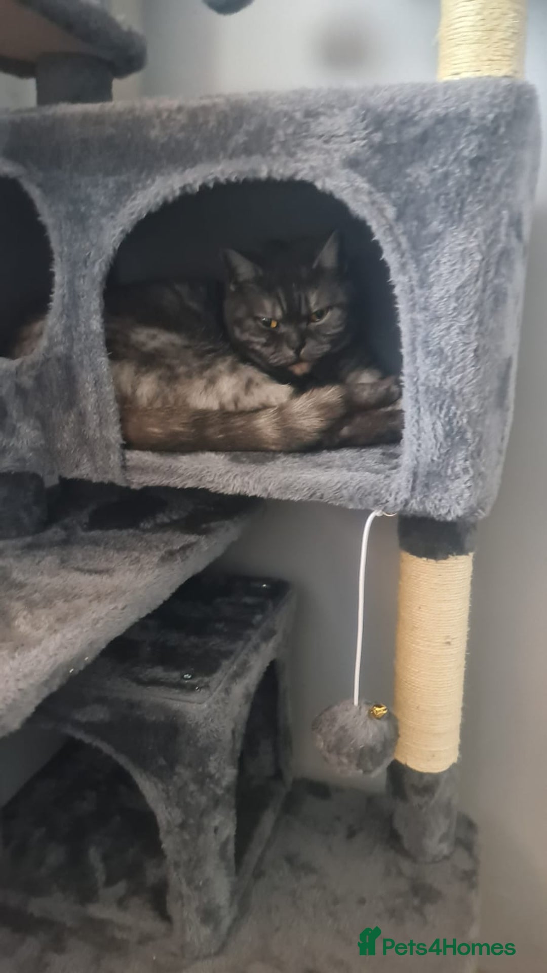 British Shorthair cats for sale: Gorgeous Female Smoke Tabby for Sale!! - Image 2