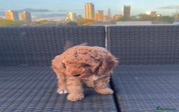 Mixed Breed dogs for sale: Out standing Labradoodle from a loving home  - Image 7