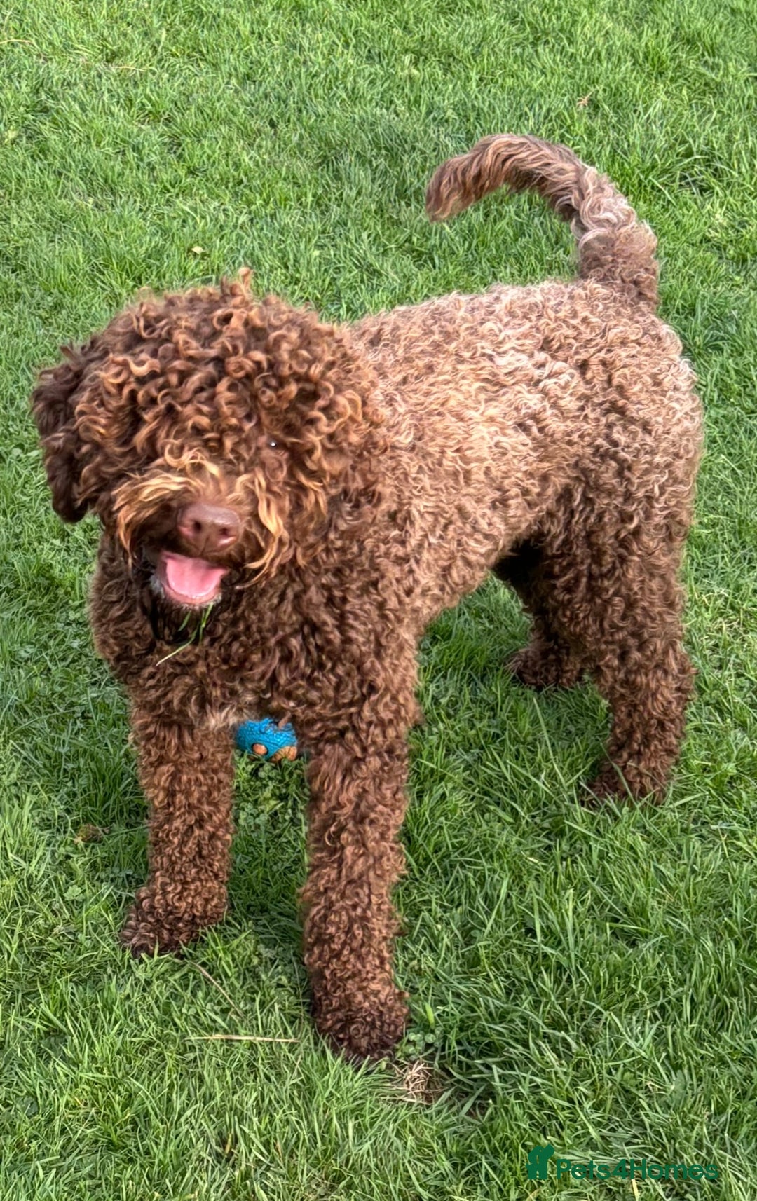 Lagotto Romagnolo dogs for sale: Pedigree Lagotto Male Puppy 5⭐️ Licensed Breeder - Advert 9