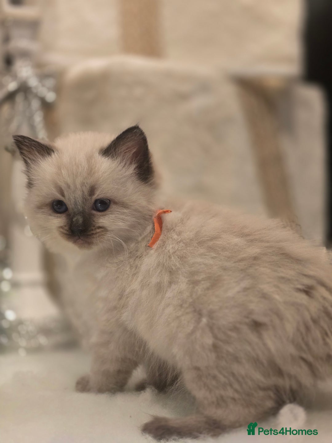 Ragdoll cats for sale: Precious GOOF Registered Ragdoll Kittens - 2 Girls - Advert 11