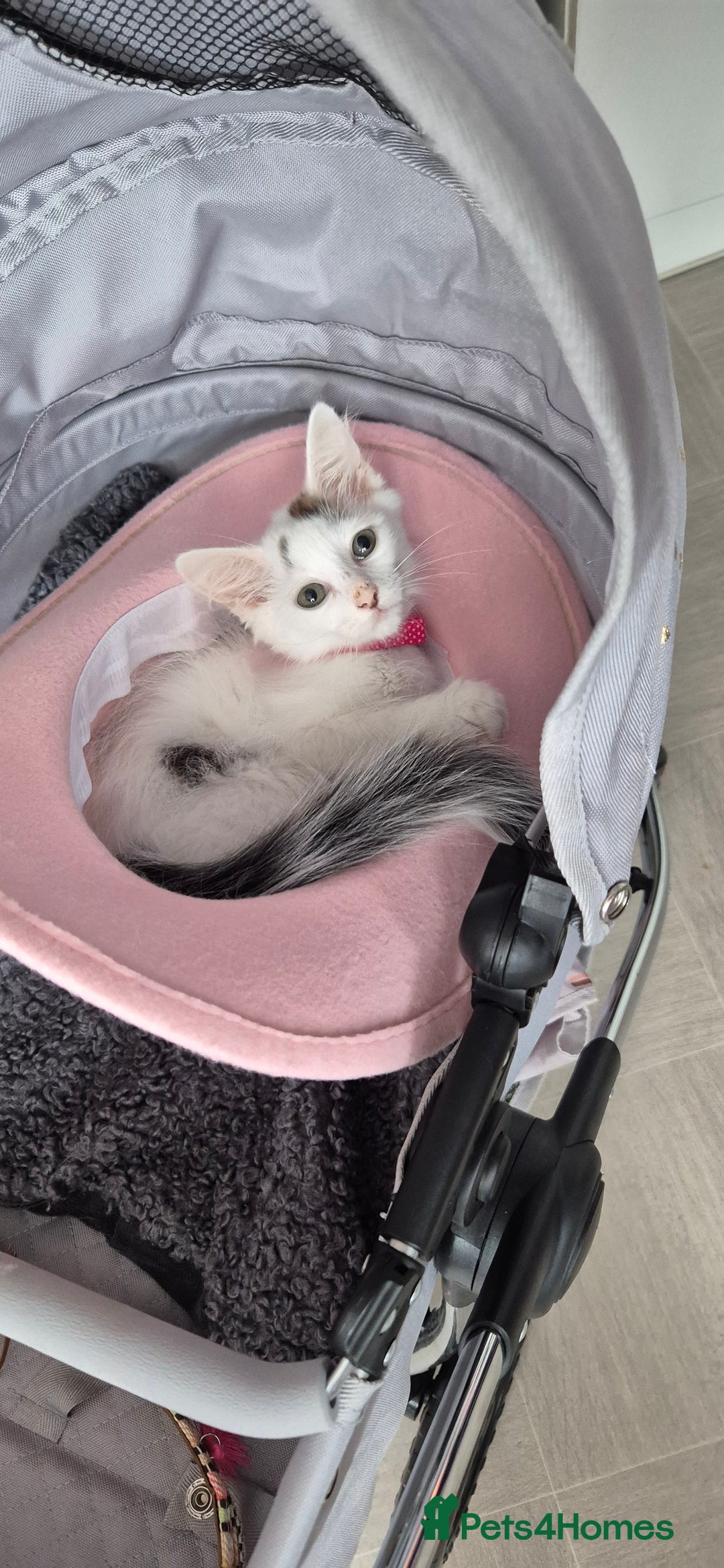 Mixed Breed cats for sale: Female white and tabby spot kitten - Image 2