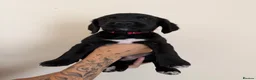 Cockerdor dogs for sale: 🐾 Gorgeous Cockerdor Puppies 🐾 - Advert 30