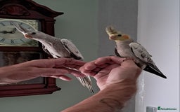 Cockatiels birds for sale: Hand reared baby cocktails very tame  - Image 2