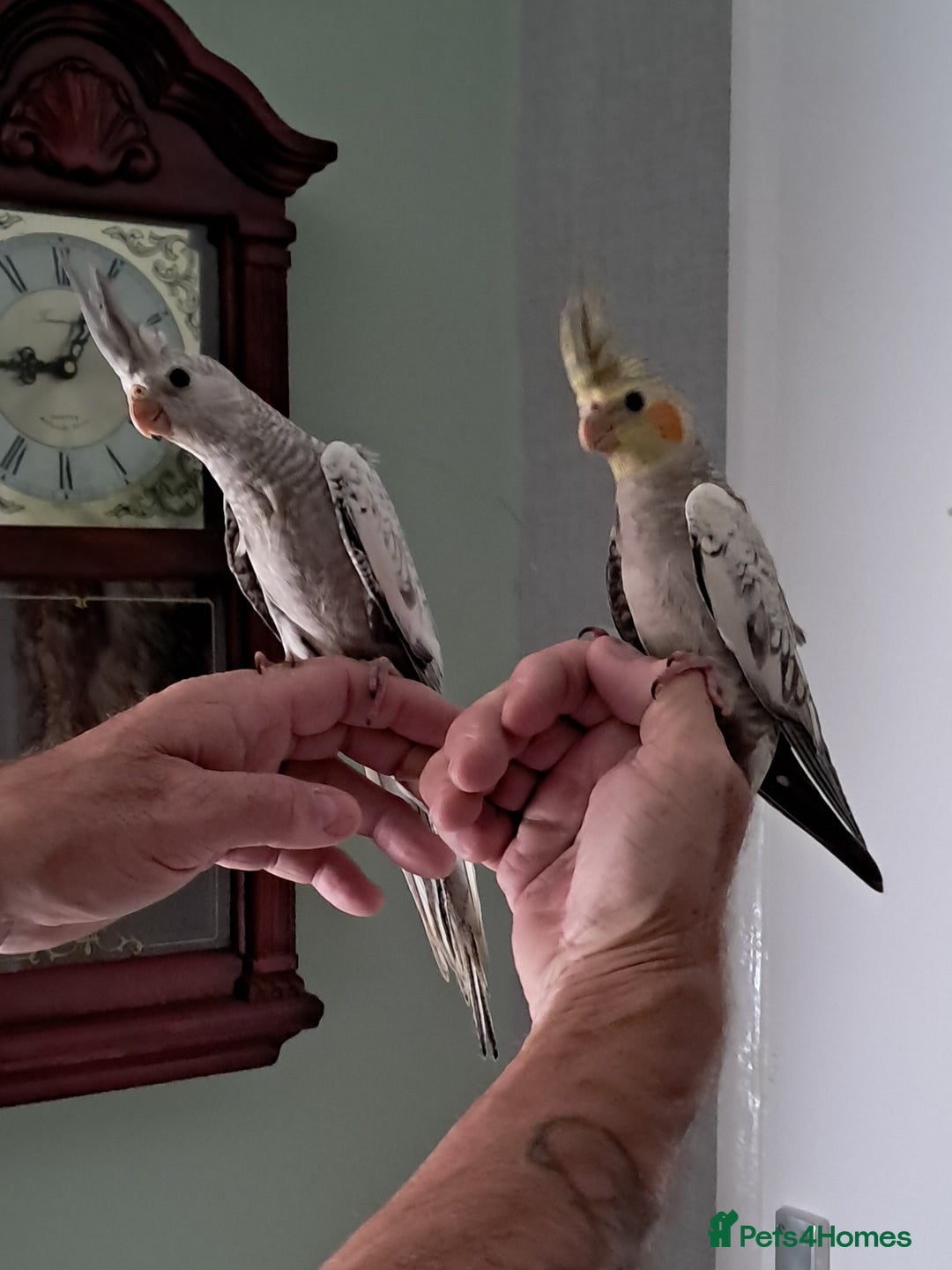 Cockatiels birds for sale: Hand reared baby cocktails very tame  - Image 2