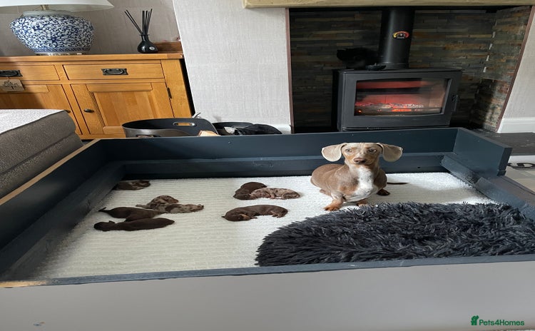 Miniature Dachshund dogs - Advert 16