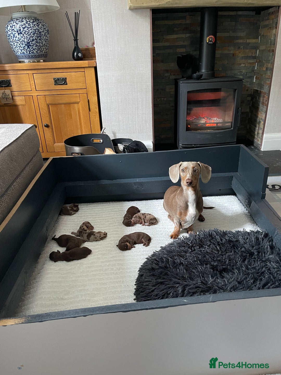 Miniature Dachshund dogs for sale: 7 Miniature Dachshunds for sale - Image 1