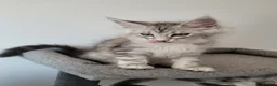 Maine Coon cats for sale: Tica registered maine coon kittens  - Advert 33