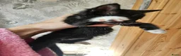Mixed Breed cats for sale: Kittes  in Pontefract - Advert 4