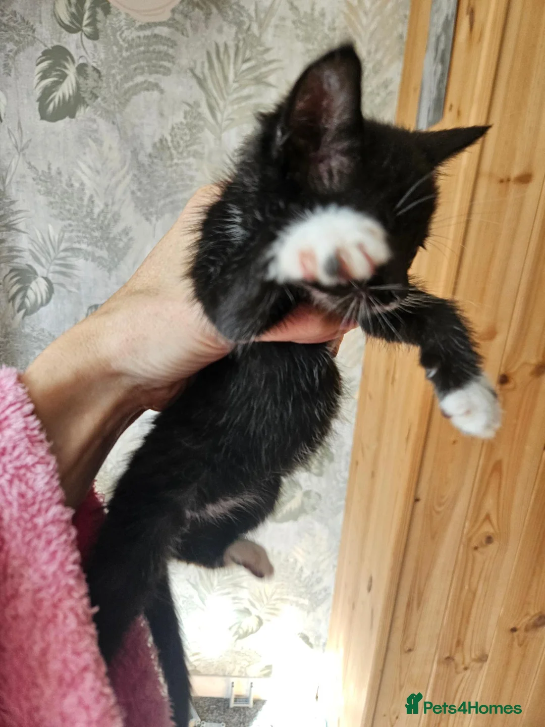 Mixed Breed cats for sale: Kittes  in Pontefract - Advert 4