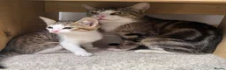 Mixed Breed cats for sale: Rosey, female Tabby mix age 3 - Advert 8