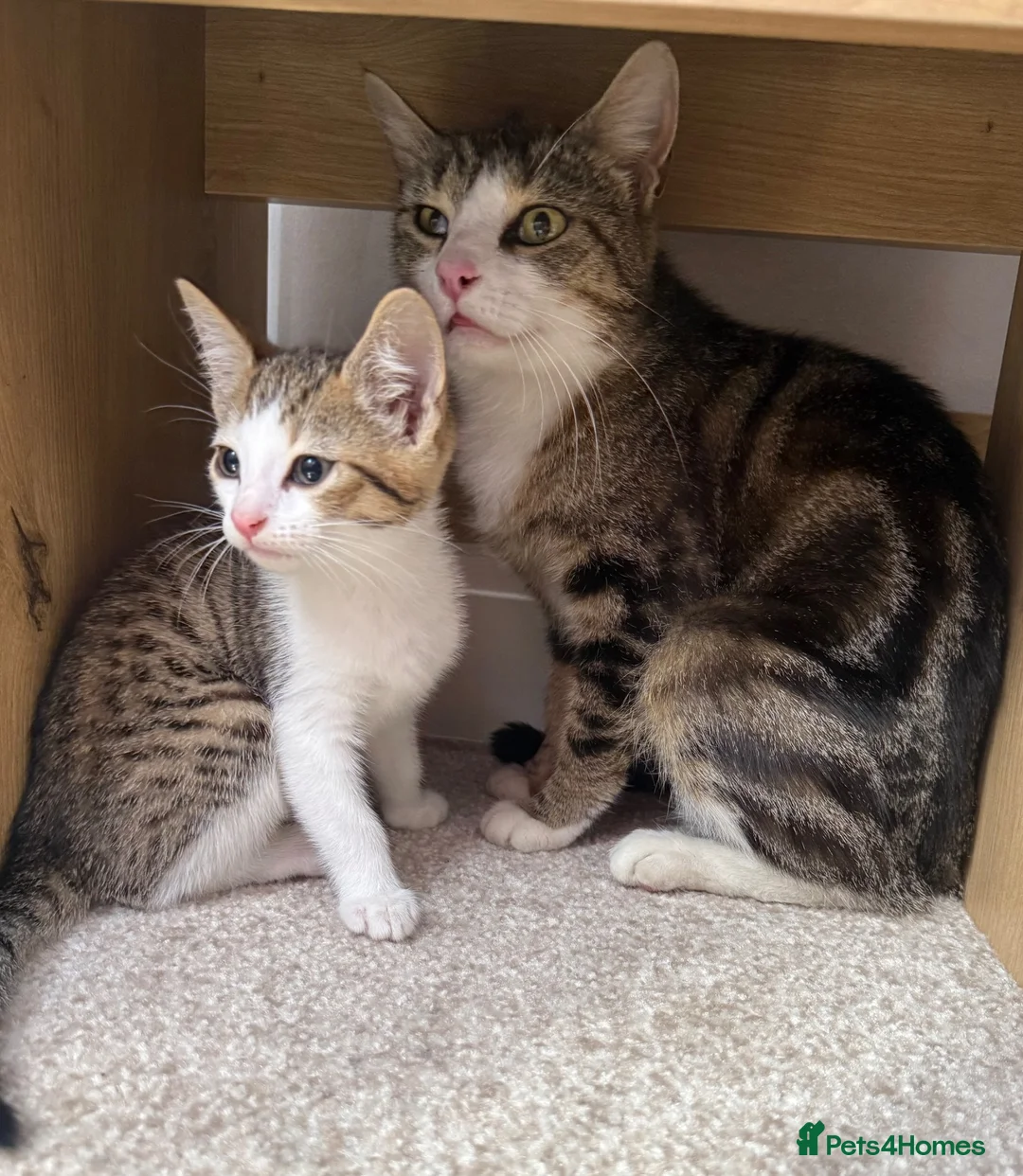 Mixed Breed cats for sale: Rosey, female Tabby mix age 3 - Advert 8