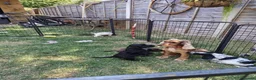 Cocker Spaniel dogs for sale: Kc registered playful show cocker spaniel - Advert 12