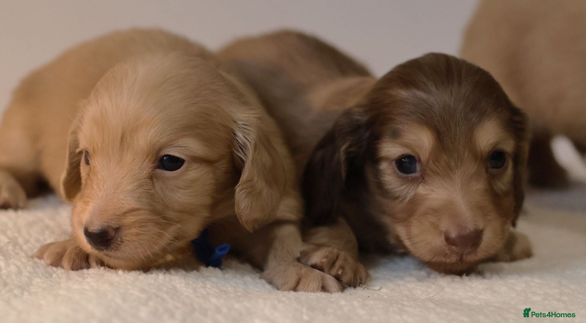 Miniature Dachshund dogs 5*Licensed+CREAM+LONGHAIR+Kc+PRACLEAR+VetChecked - Advert 1
