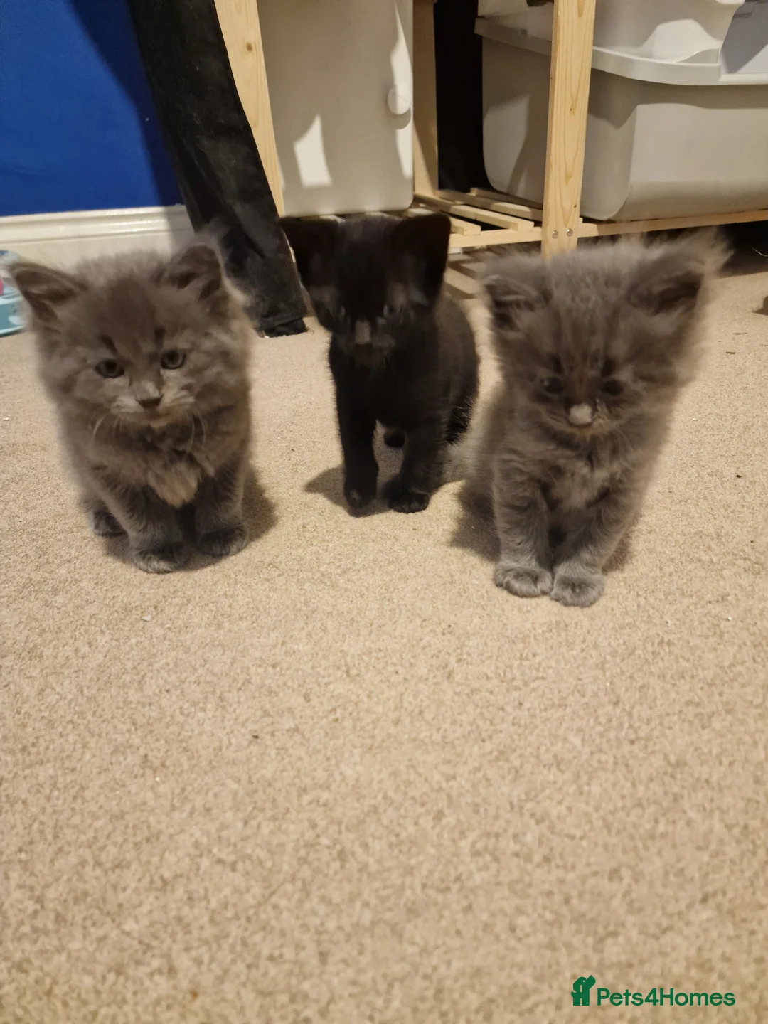 Ragdoll cats for sale: 3 Ragdoll x male kittens! - Advert 9