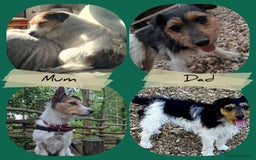 Jack Russell dogs for sale: Pure Jackrussells  - Advert 1