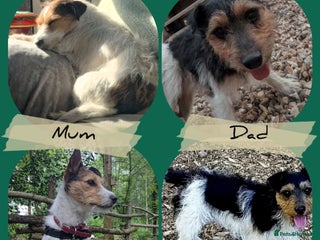 Jack Russell dogs Pure Jackrussells - Advert 13