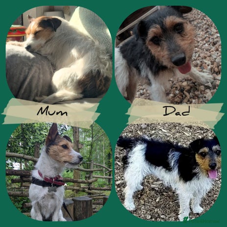 Jack Russell dogs Pure Jackrussells - Advert 1