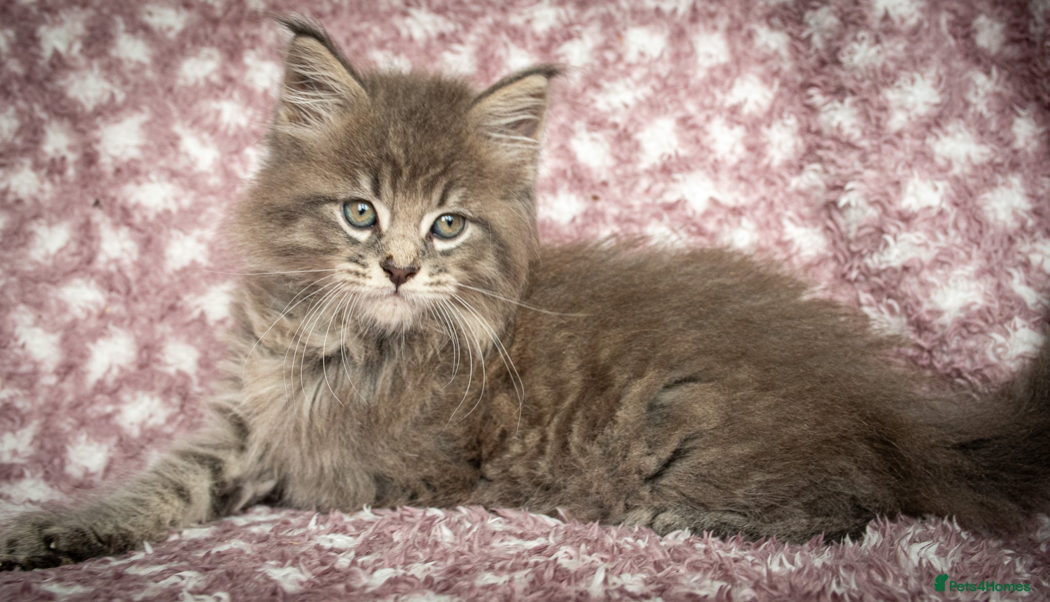 Maine Coon cats Beautiful Maine Coon Kittens - Advert 2