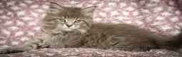 Maine Coon cats for sale: Beautiful Maine Coon Kittens - Advert 29