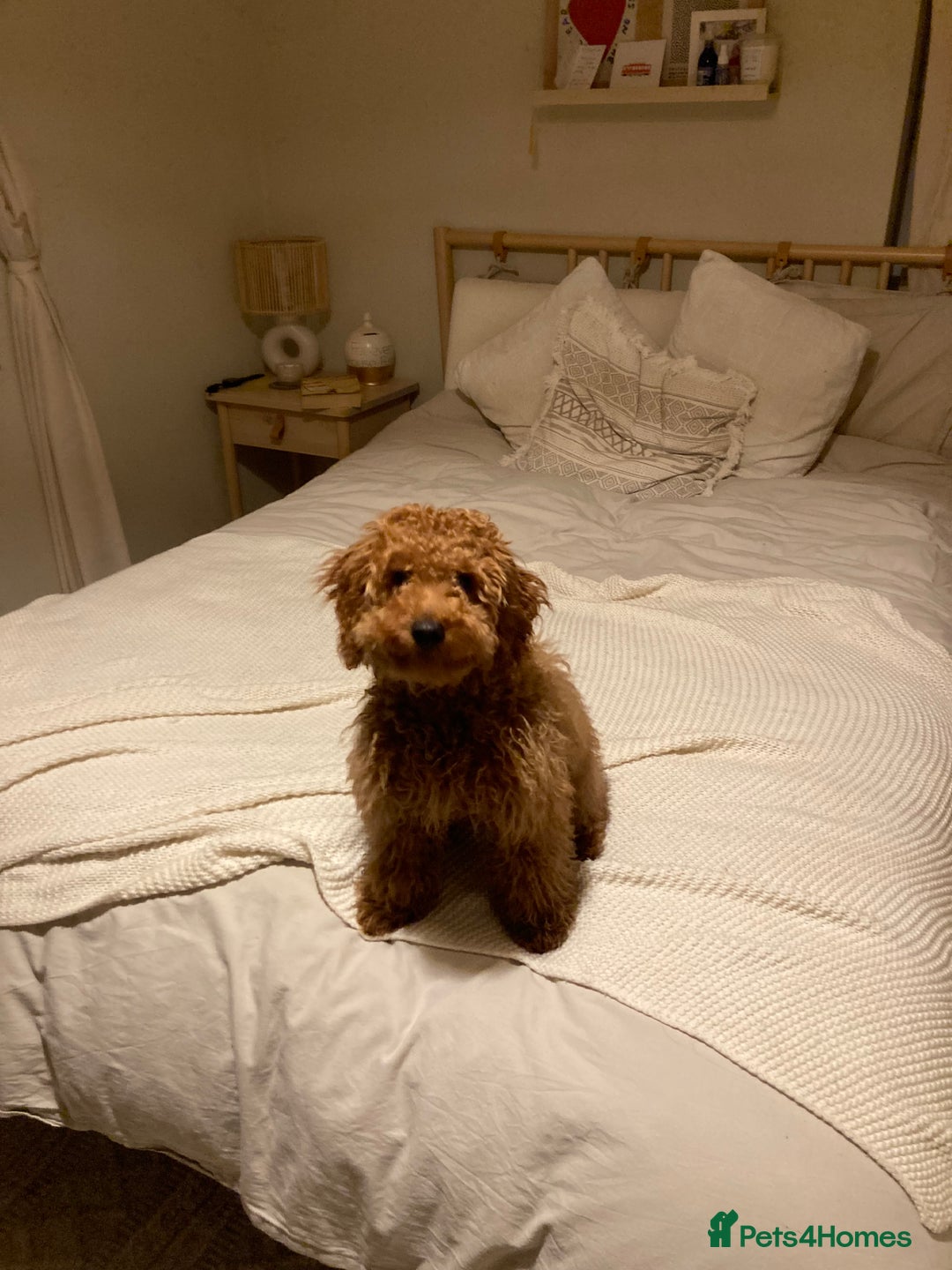 Miniature Poodle dogs for stud: Rufus  - Advert 23